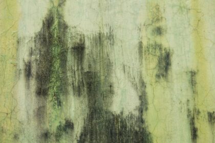 Black Mold: Is It As Bad A Toxicologist Reveals?