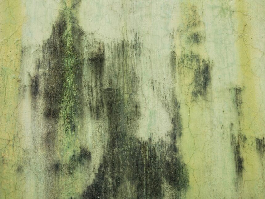 Black Mold: Is It As Bad A Toxicologist Reveals?