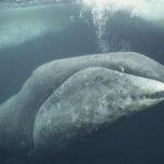 Meet Oldest Whale in the World: 200-Year-Old Bowhead Swimming Arctic Seas For 200 Years, Survived World Wars, Space Races and More.