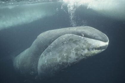 Meet Oldest Whale in the World: 200-Year-Old Bowhead Swimming Arctic Seas For 200 Years, Survived World Wars, Space Races and More.