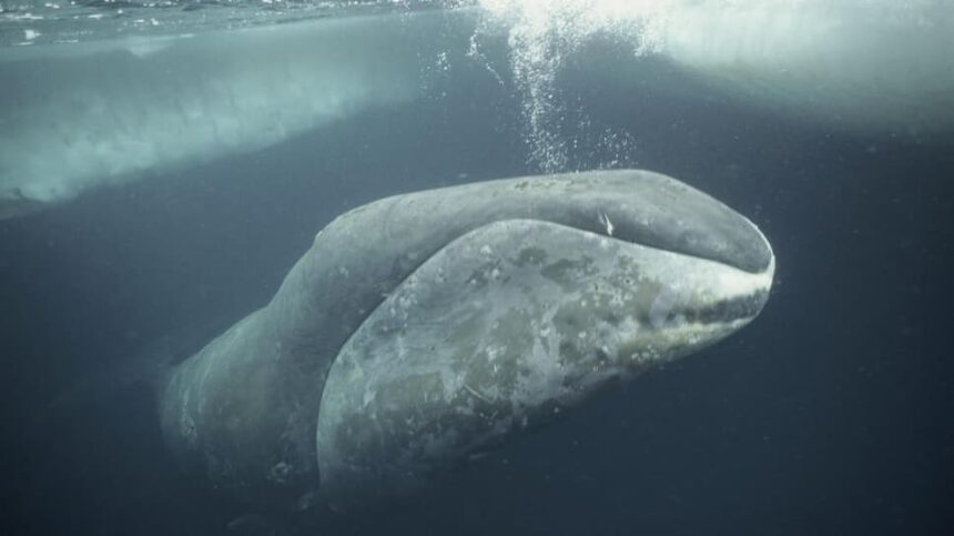 Meet Oldest Whale in the World: 200-Year-Old Bowhead Swimming Arctic Seas For 200 Years, Survived World Wars, Space Races and More.