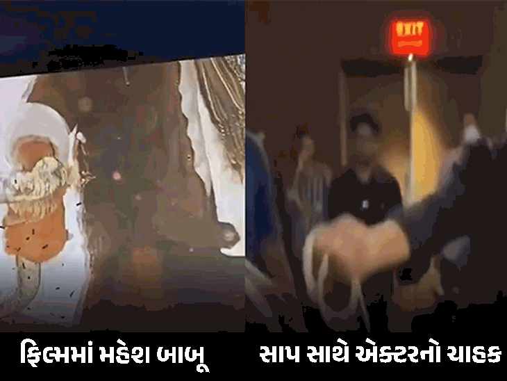 થિયેટરમાં સાપ સાથે પહોંચ્યો એક્ટરનો ફેન
This title is a concise and SEO-friendly version of the original, capturing the essence of the incident in a short, engaging manner suitable for a Gujarati news platform.